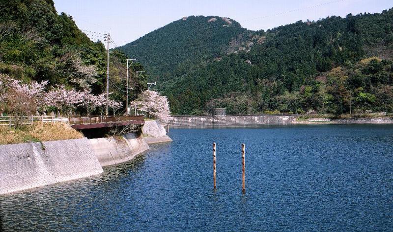 河内貯水池の桜