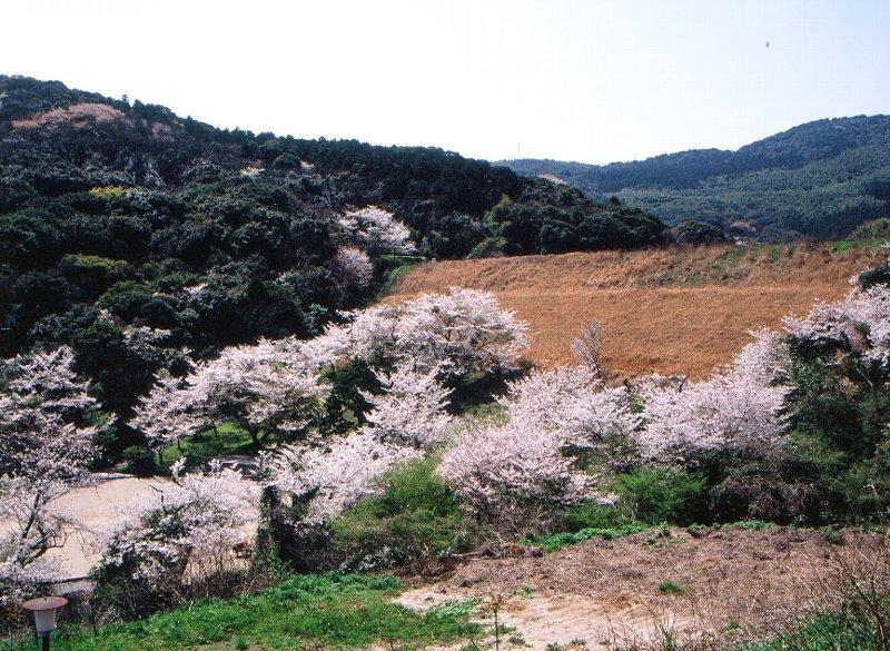 菖蒲谷貯水池の桜|常設展示室|北九州市 時と風の博物館