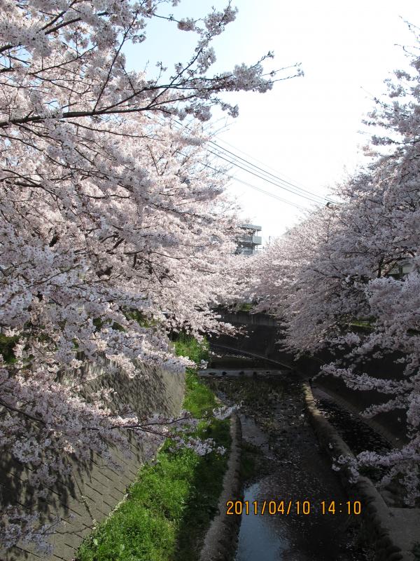 志井川の桜（２０１１春）