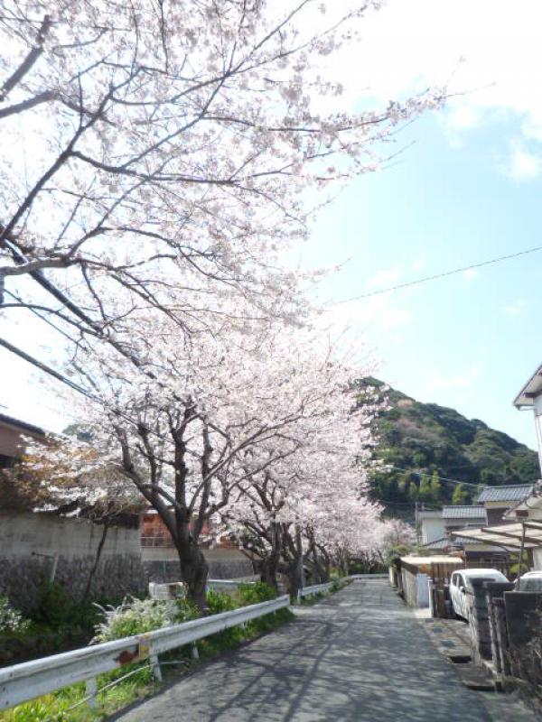 小森江　大川の桜と菜の花