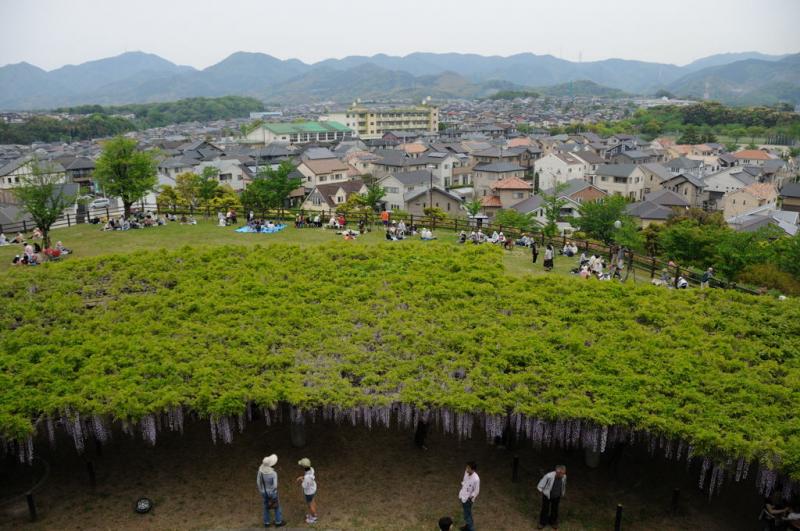 吉祥寺の三重塔展望台