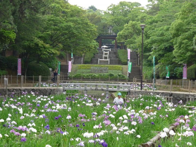 「とばた菖蒲まつり2012」夜宮公園です。