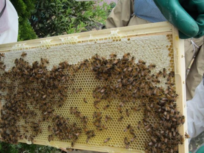 小倉っていいところでしょ☆小倉みつばちプロジェクト