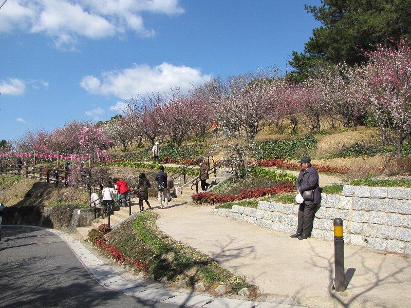 夜宮公園の梅まつり