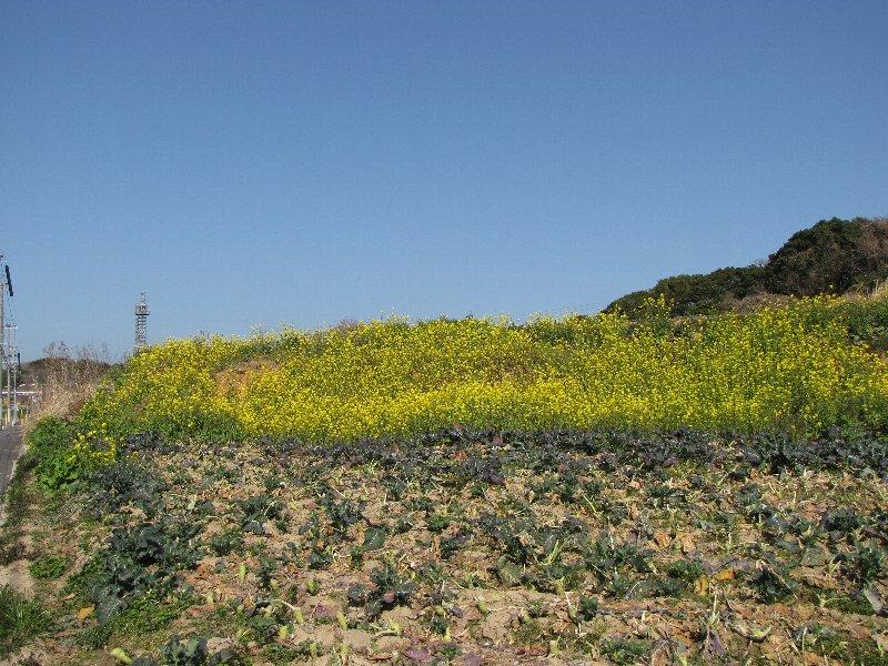 春は菜の花