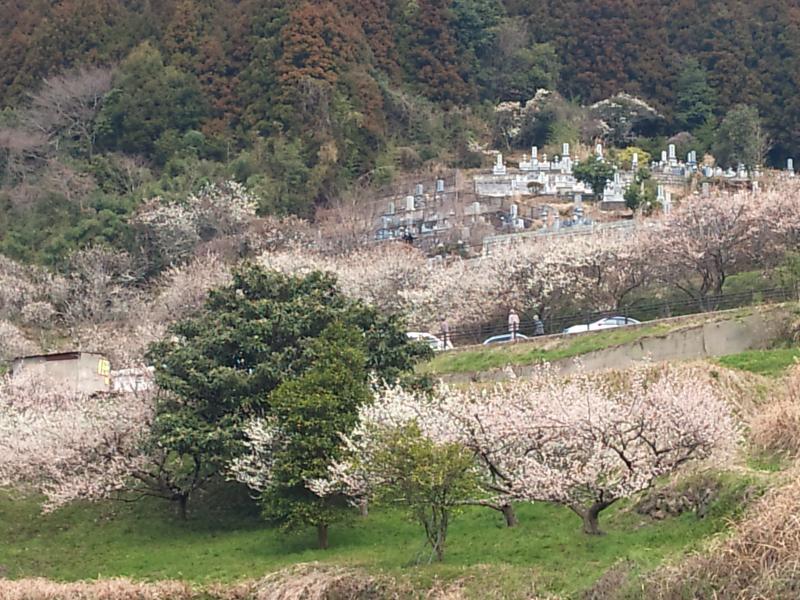 三岳梅林公園