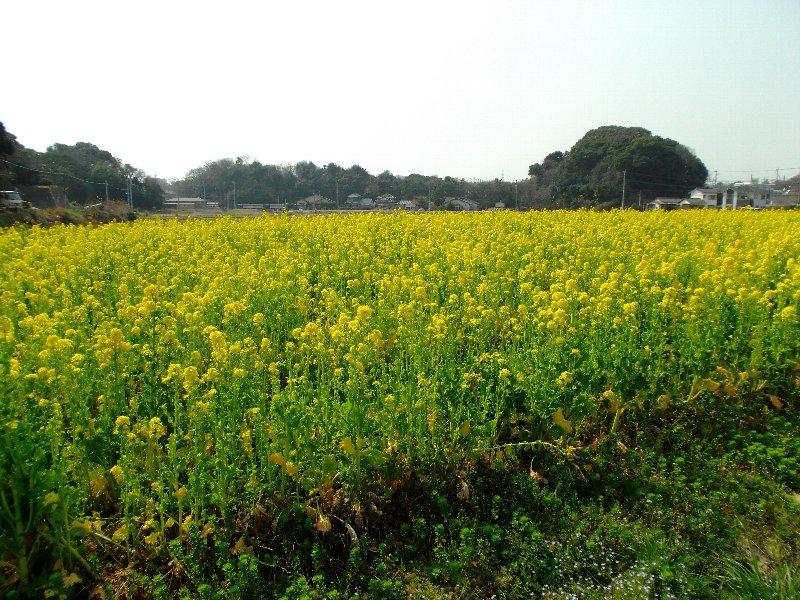 小敷の菜の花