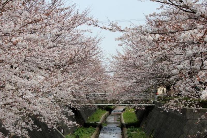 志井川沿いの桜並木