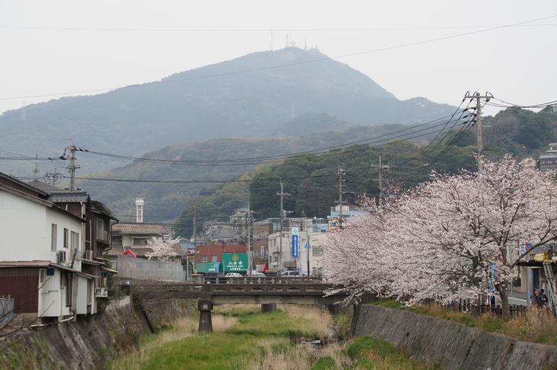 サクラと皿倉山