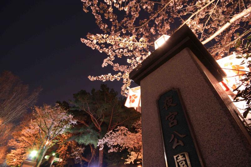 夜宮公園の夜桜
