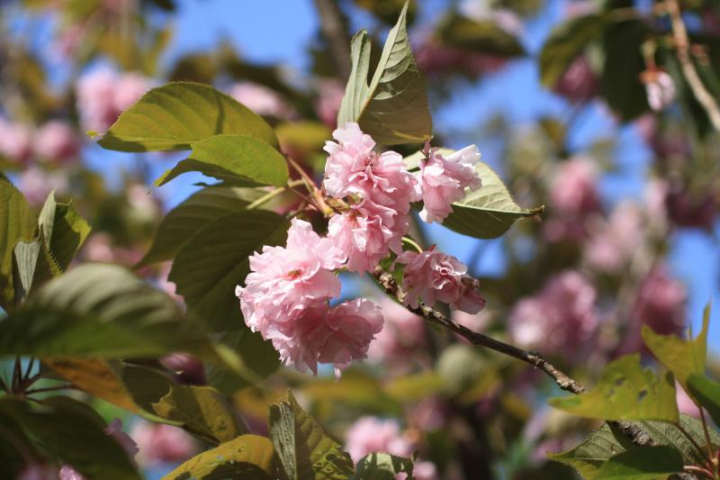 白野江（しらのえ）植物公園