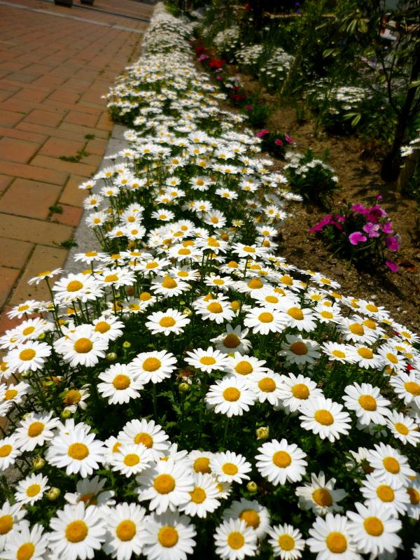 沿道の花