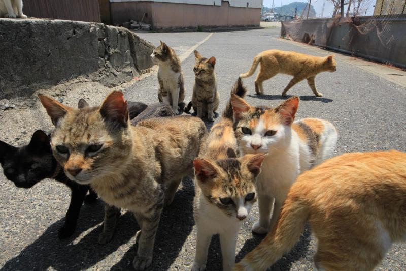 馬島（うましま）後編