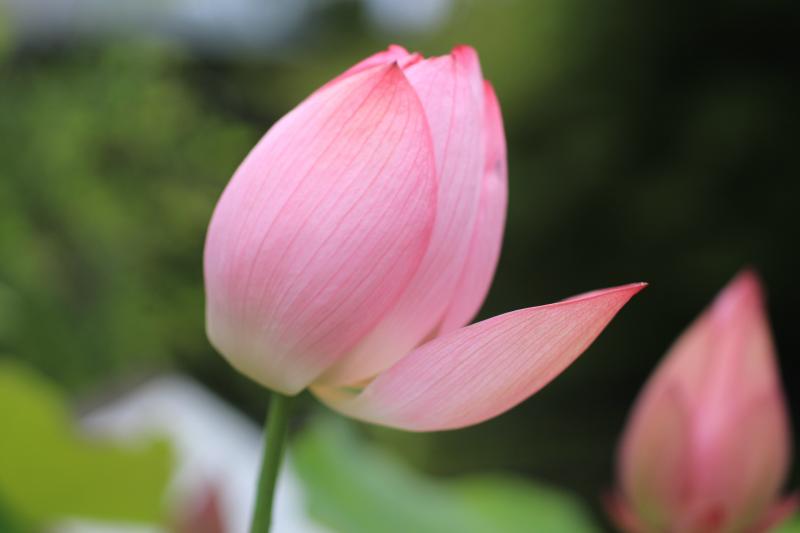 七夕の笹飾り（白野江植物公園）