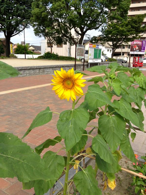 市の花「ひまわり」