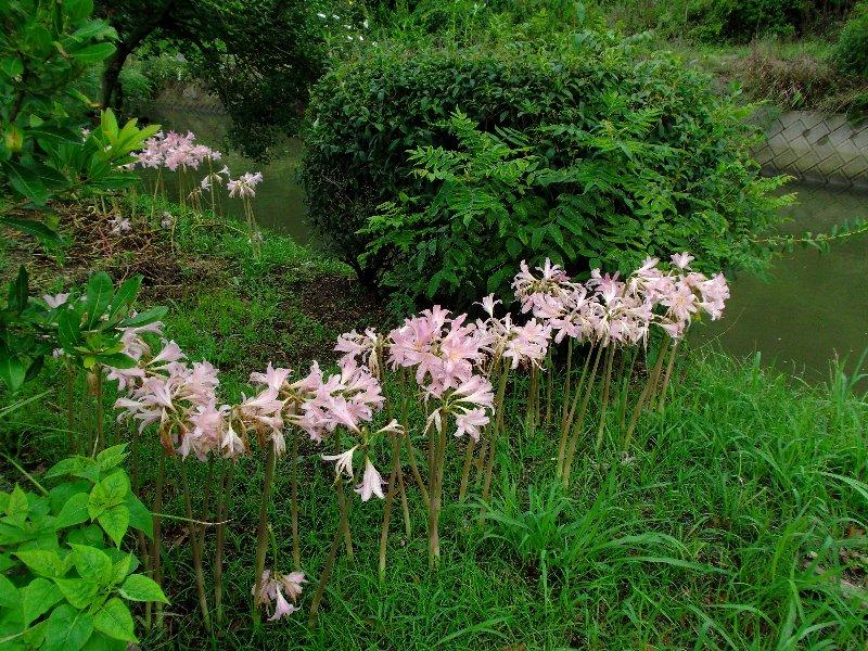 彼岸花 黄色の彼岸花と変わり種 | zshinの週イチ