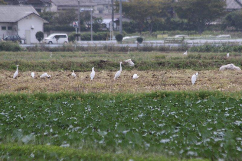 洞北中学校付近のシラサギ