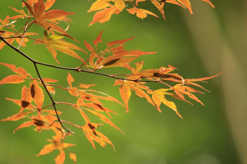 白野江植物公園