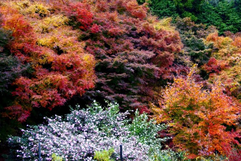 北九州の紅葉、名所と穴場