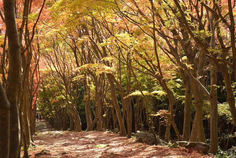河内藤園の紅葉