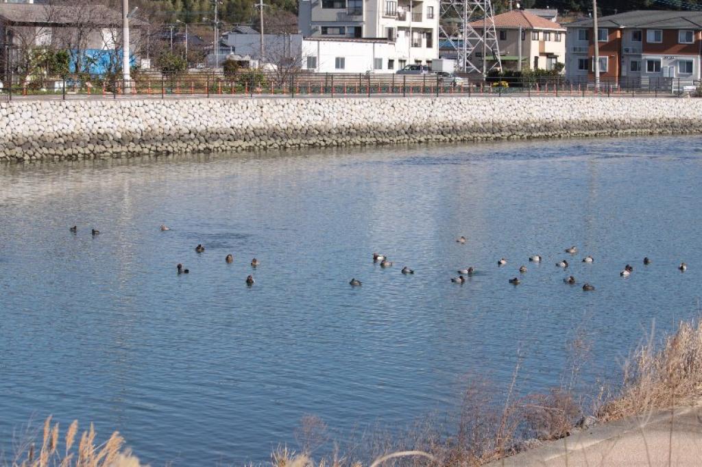 払川のカモ