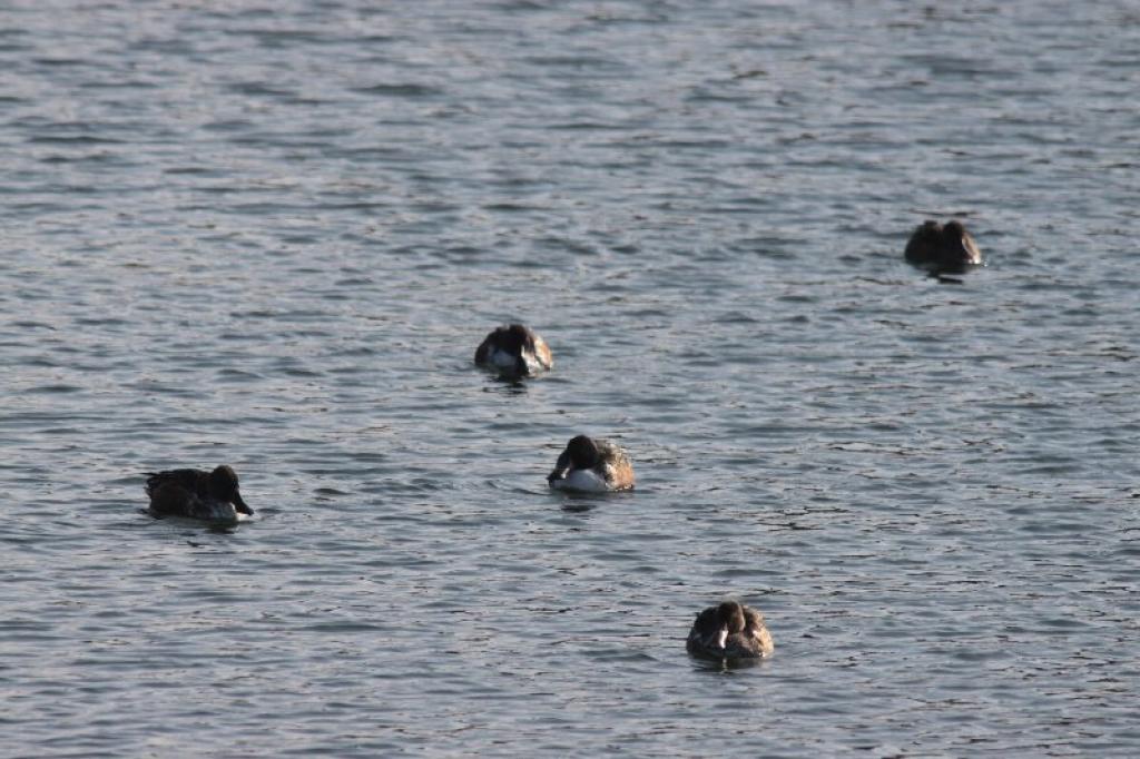 頓田貯水池のカモ