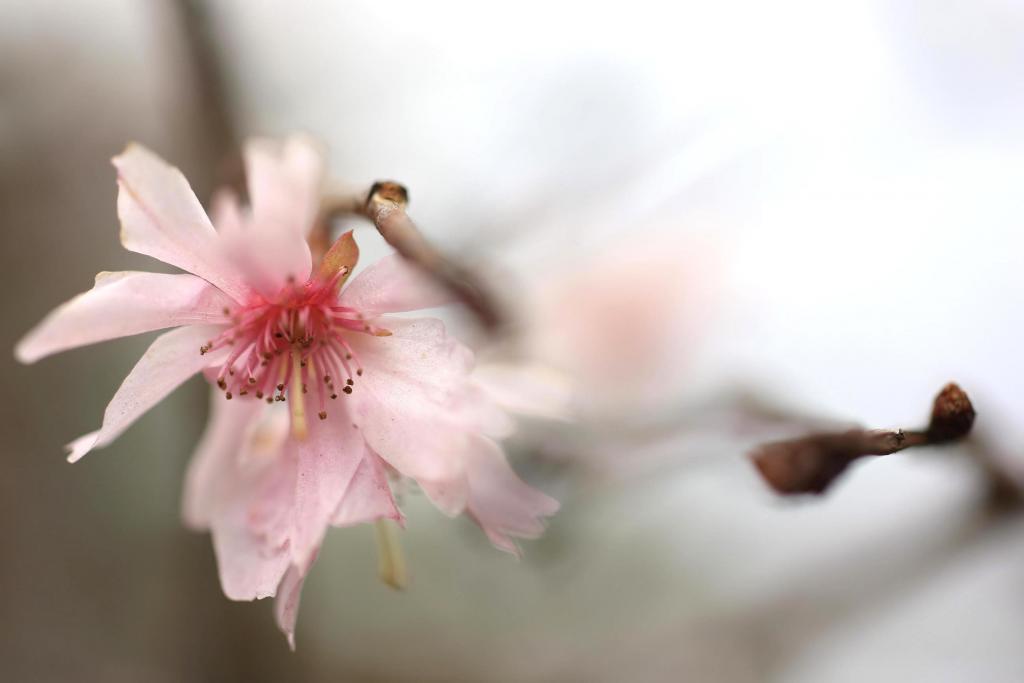 中央公園に咲く桜