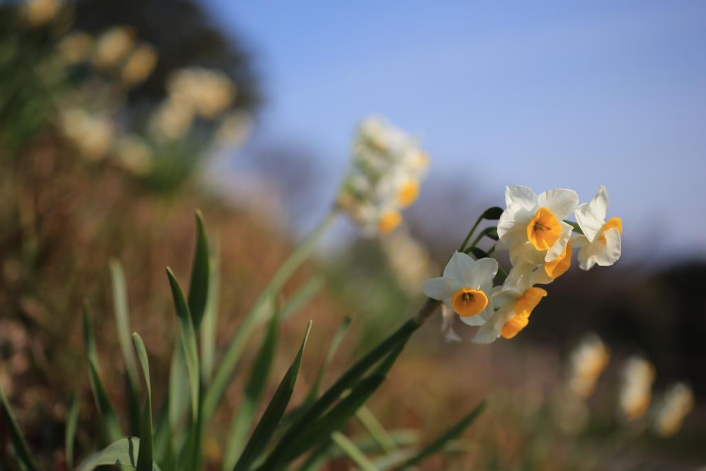 岬ノ山(はなのやま)公園に咲く水仙