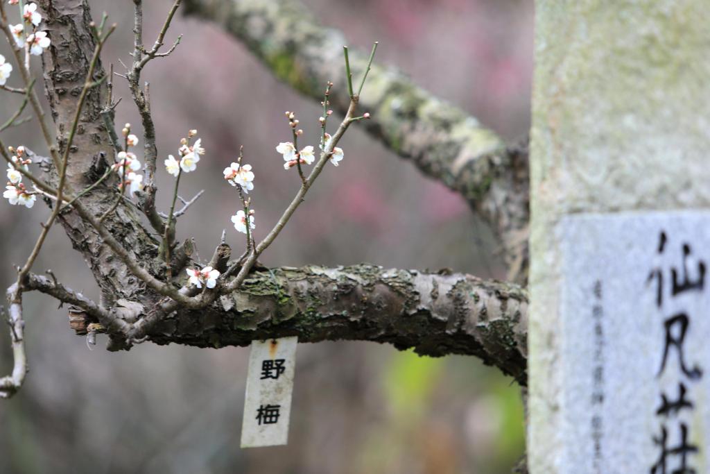 仙凡荘に咲く梅