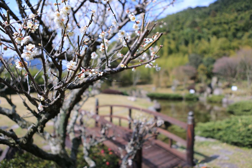 合馬竹林公園