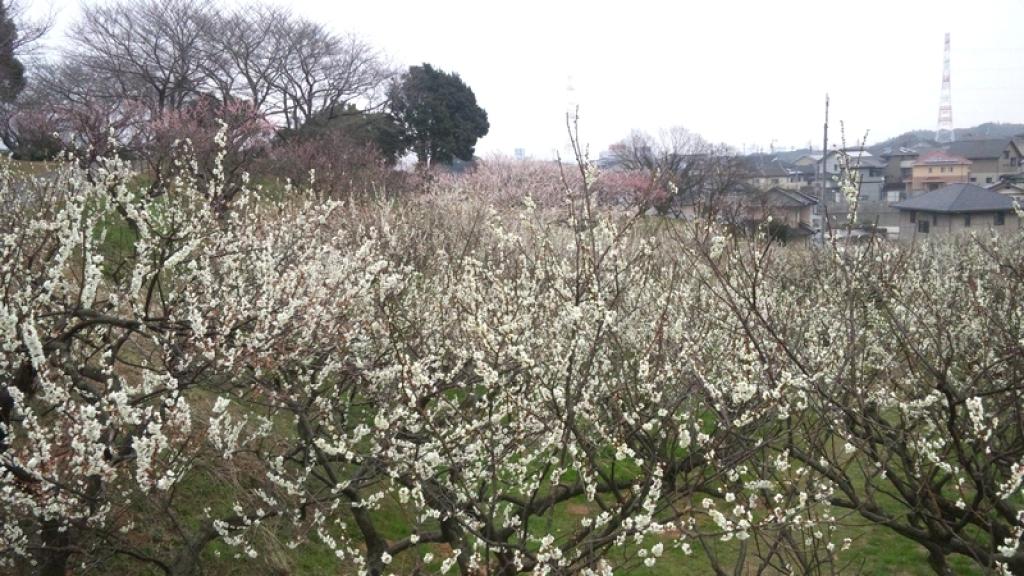 総合農事センターの白洲梅園