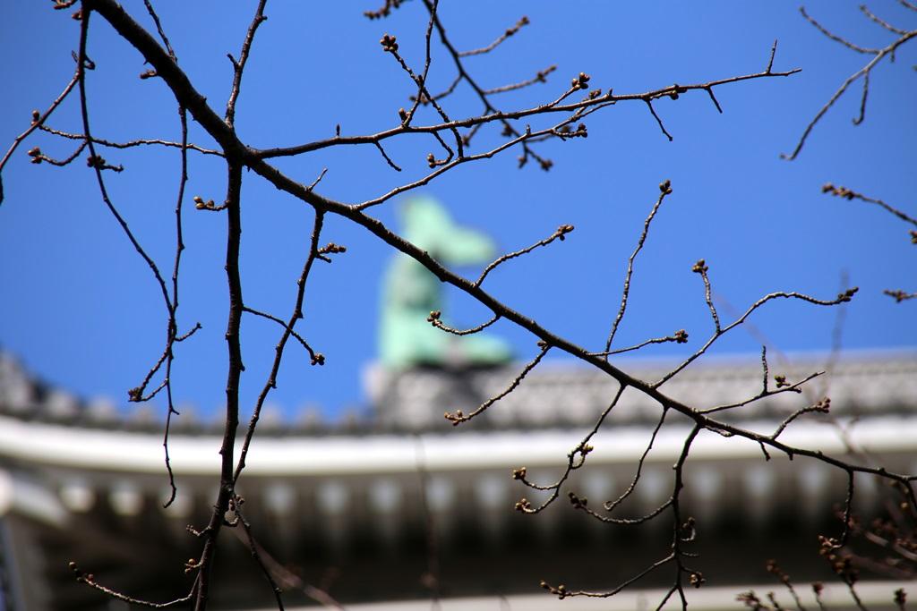 蕾桜と小倉城