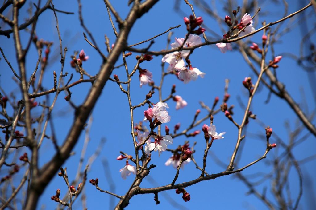 金山川の桜が開花！