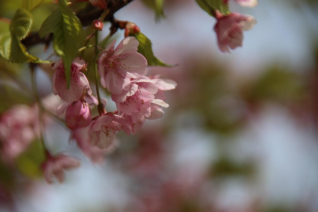 国際友好記念図書館の河津桜