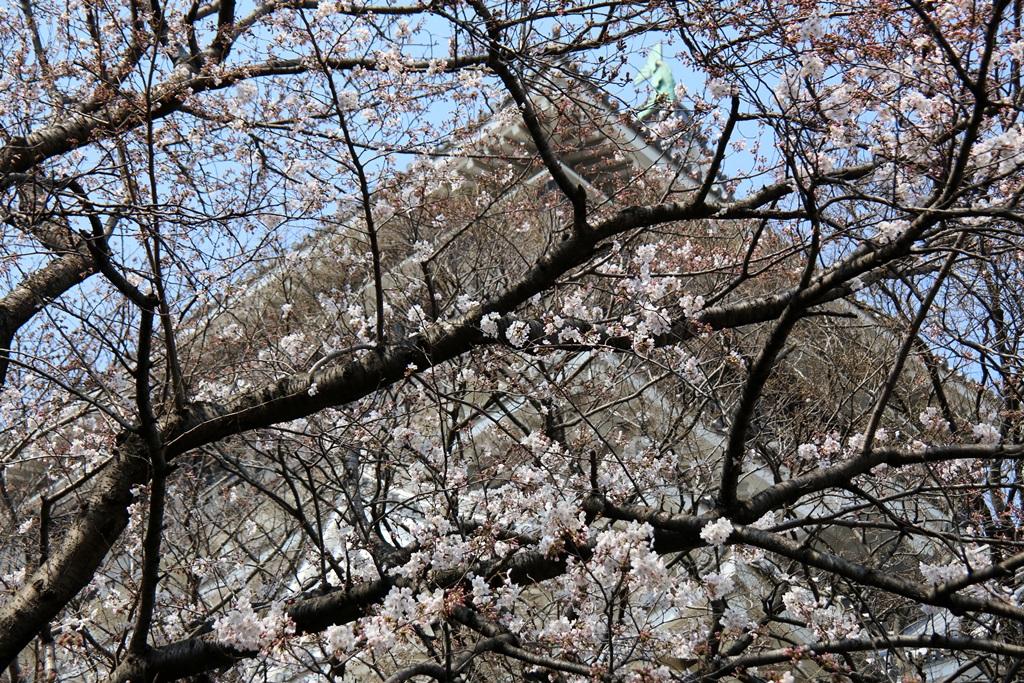 花桜と小倉城（開花）