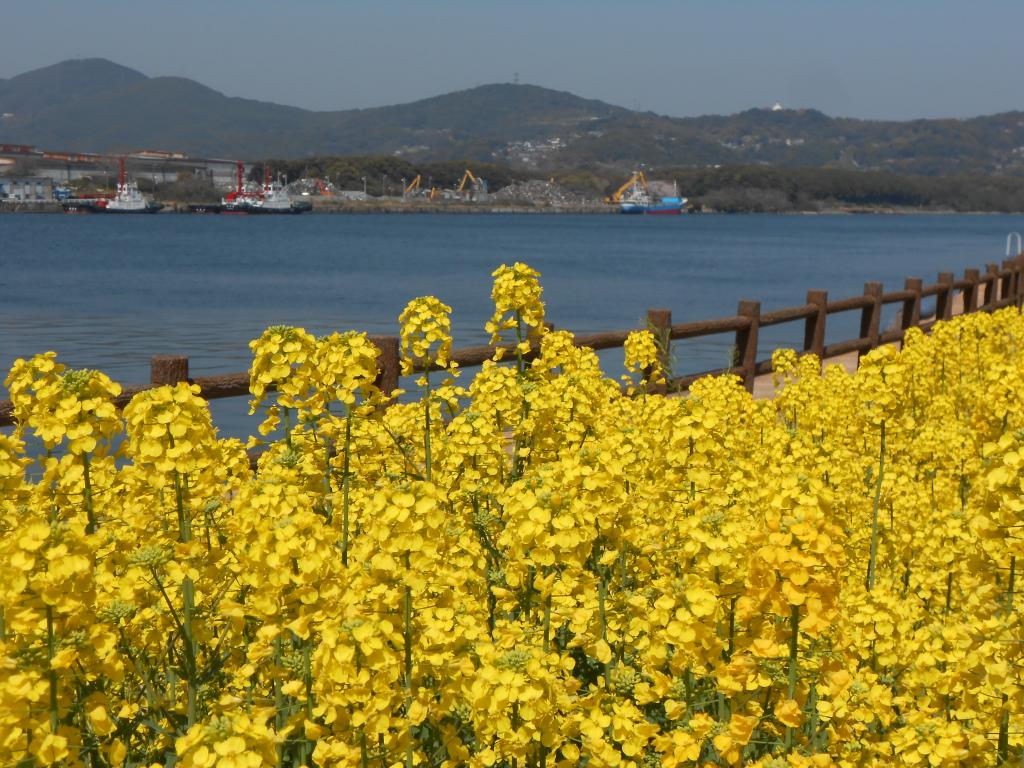 洞海湾の菜の花