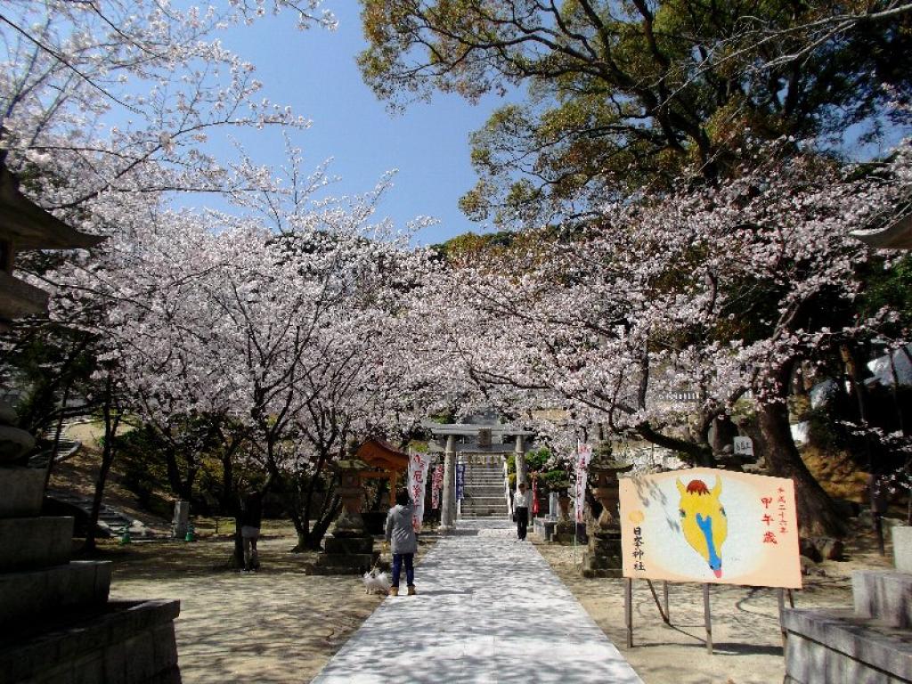 日峯神社の桜