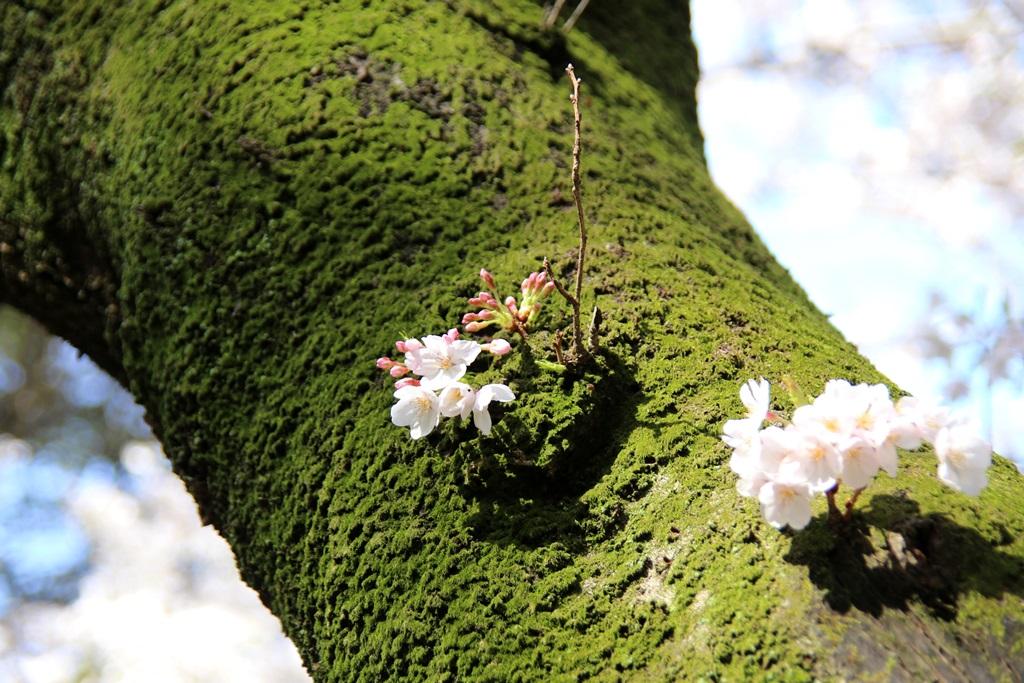 足立山麓の幹桜