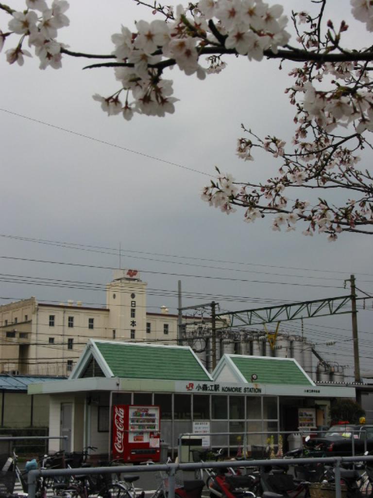 サクラサク　JR小森江駅