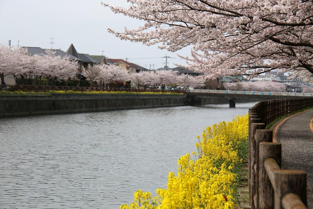 花曇りの金山川