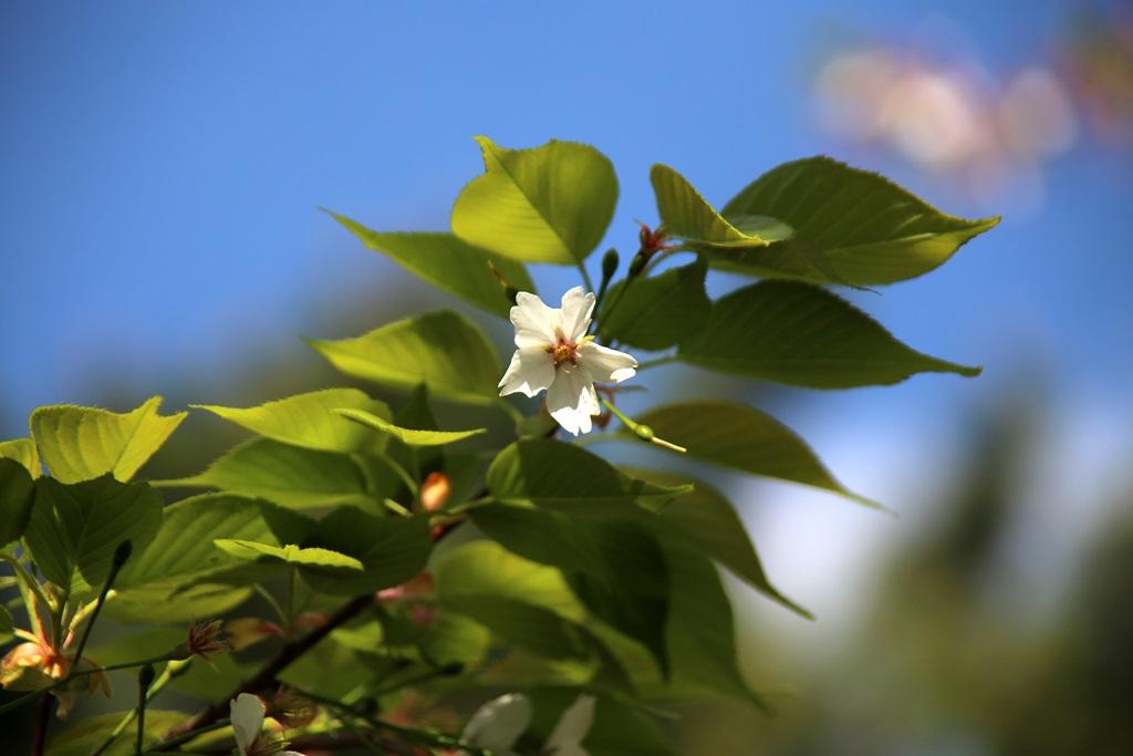 長崎街道曲里の葉桜