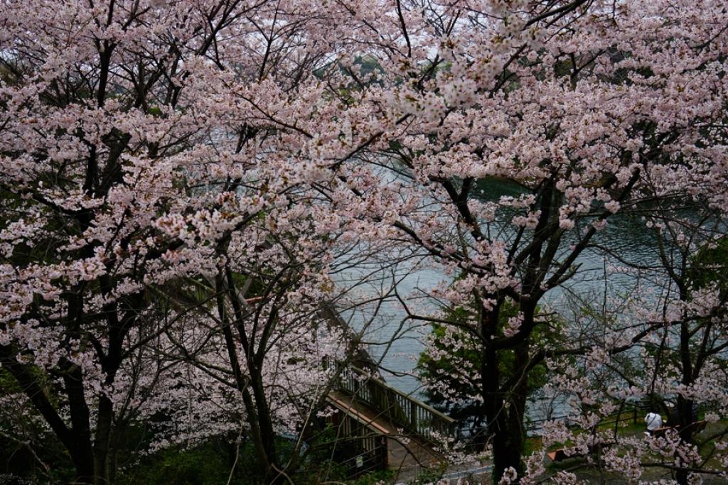 瀬板の森の桜