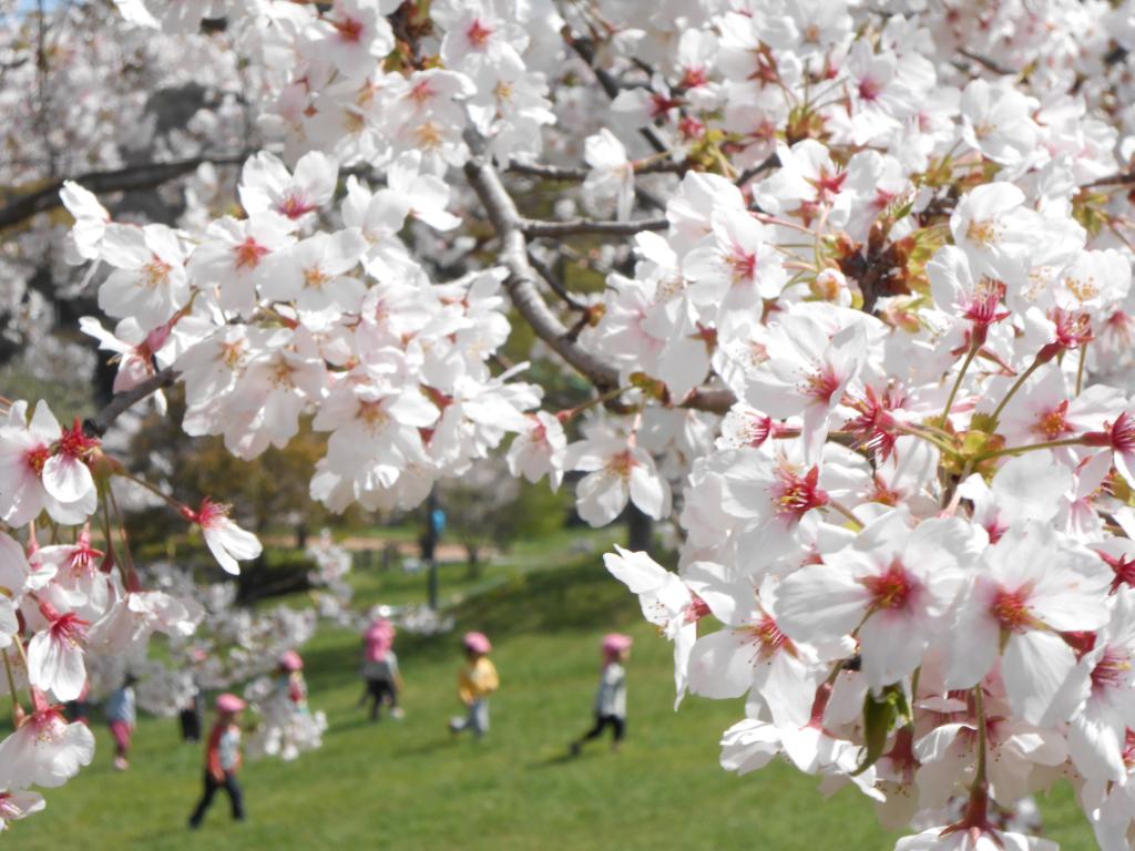 桜の下の子どもたち（中央公園）