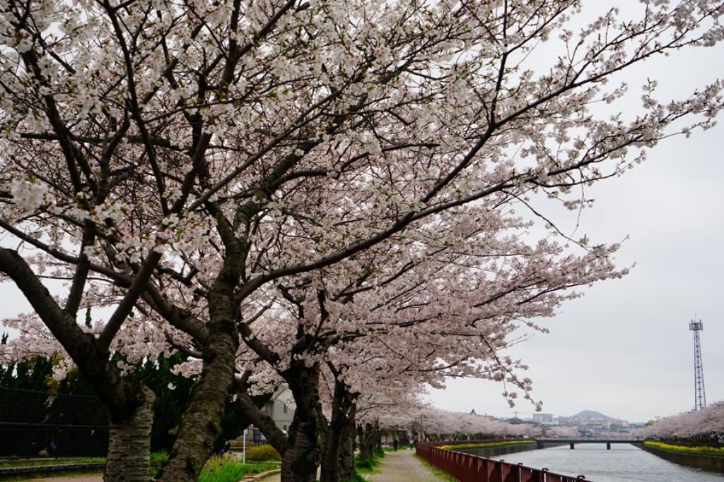 春の金山川