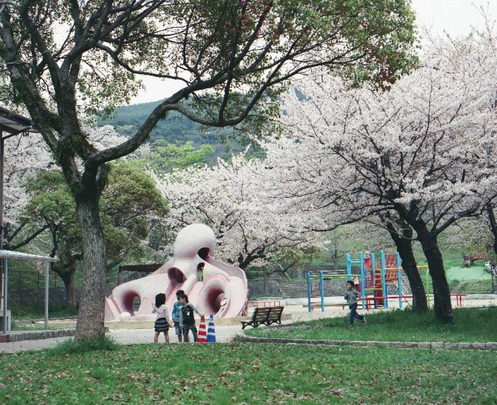 あなろぐ　その2　たこ公園の桜