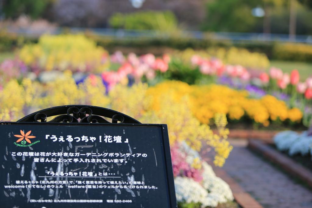 勝山公園『うえるっちゃ！花壇』