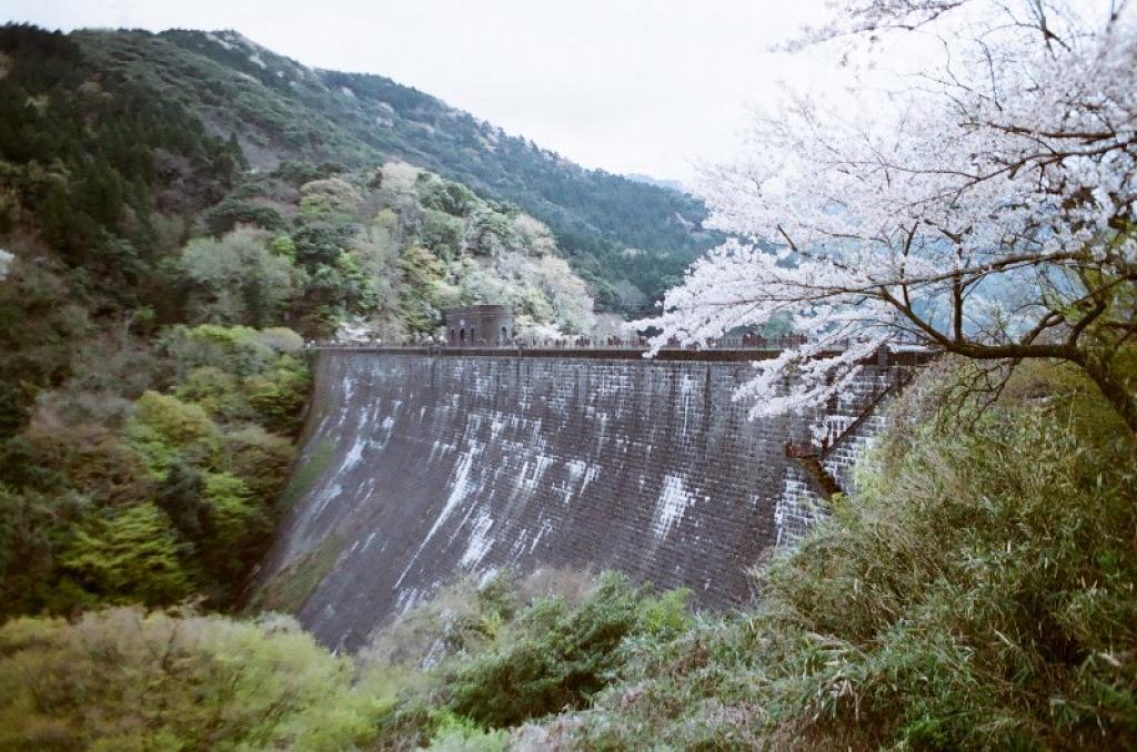 あなろぐ　その4　河内貯水池の桜