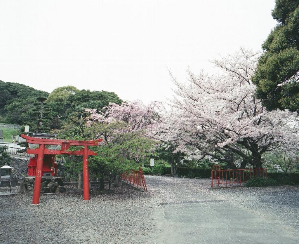 あなろぐ　その5　高野山の桜