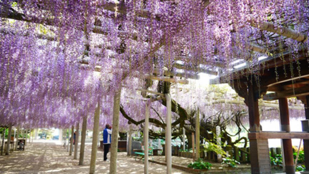 吉祥寺の藤まつり