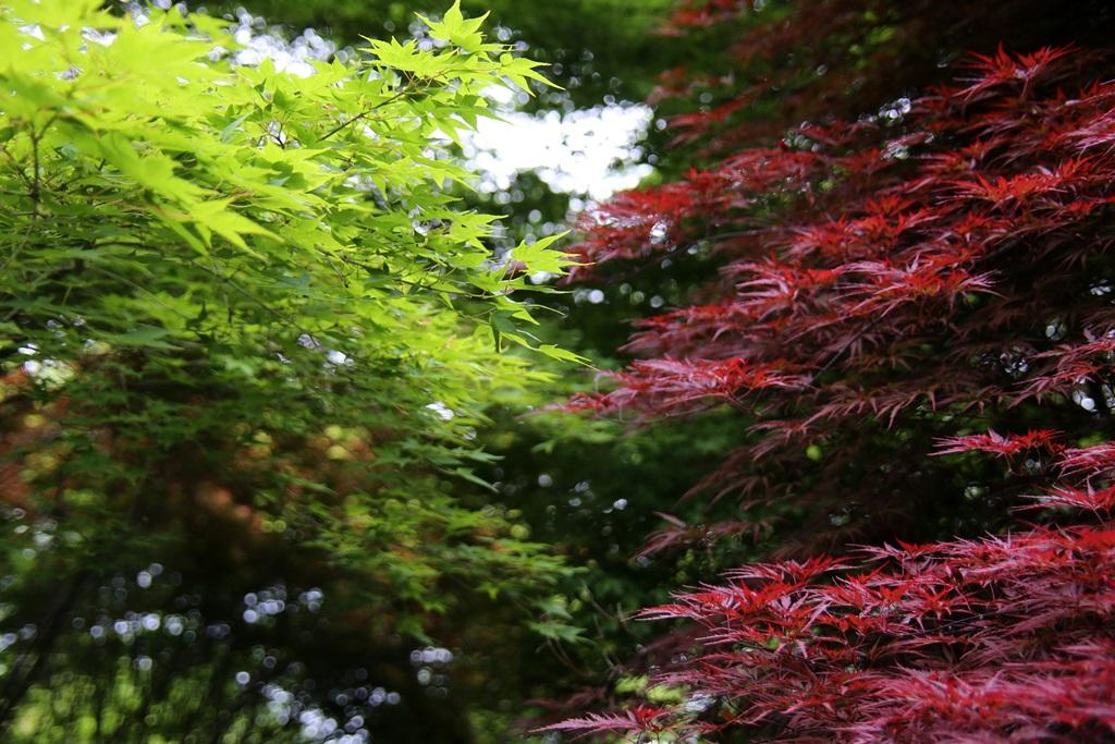 瀬板の森（春のもみじ）